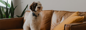 Moving House with a pet